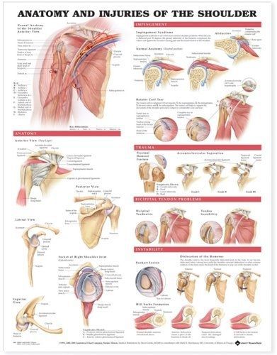 Lake Forest Anatomicals Educational Models Anatomy and Injuries of the Shoulder