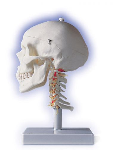 NEW 3B Anatomical Human Skull w/ Cervical Spine A20/1
