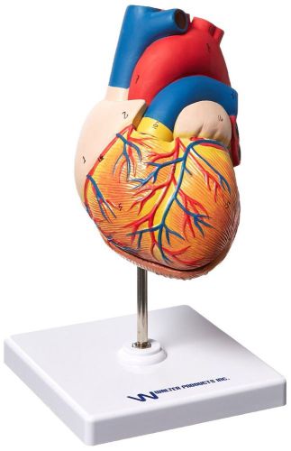 Walter Products B10405AN Human Heart Model Life Size 2 Parts
