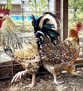 8+*RARE BREAD* SPRING RUSH SPECIAL Swedish Flower Hatching Eggs