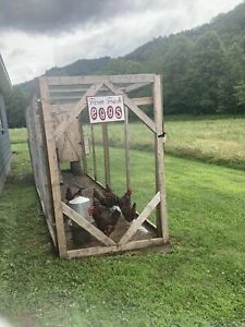 Pure Rhode Island Red 6 Hatching Eggs