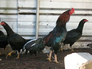 12 BLACK &#034;WAHL&#034; ASIL HATCHING EGGS *** FRESH FERTILE*** ORIENTAL EXOTIC EGGS