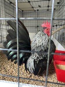 8+ show quality serama(smooth,frizzle and silkied) chicken hatching eggs