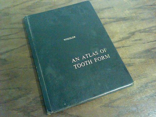 Wheeler(An Atlas Of Tooth Form)