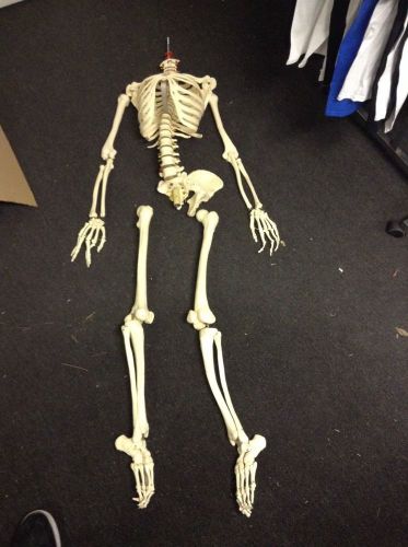 Lifesized Skeleton For Teaching Anatomy $29