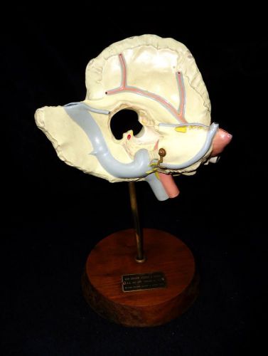 Vintage Temporal Bone Anatomical Teaching Model Human Skull Anatomy