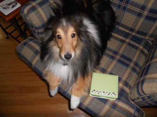 4 SHELTIE RESCUE GREEN NOTE BOX HOLDER WITH PAW PRINTS PLAIN NOTE PAPER