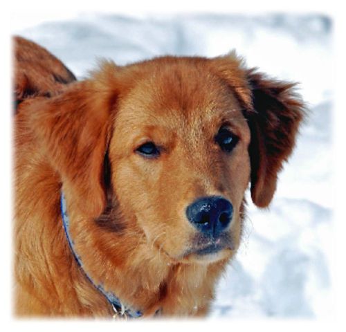 Golden retriever 30 personalized address labels 1&#034; x 2 5/8&#034;  #2 for sale