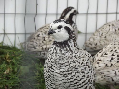 15+ snowflake bobwhite quail hatching eggs, npip flock, for incubation for sale