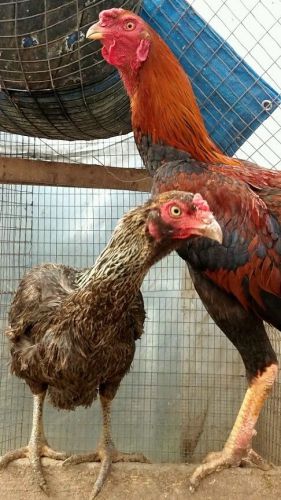 6 Malay Game Fowl Hatching Eggs!!! Various Colors Available!!!