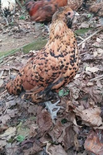 6 Critically Endangered Golden Spotted Dutch Owlbeard Hatching Eggs!