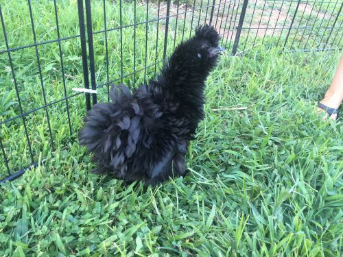 Frizzled-Silkie Hatching Eggs