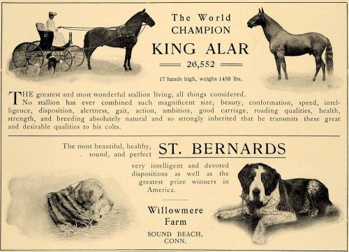1905 ad world champion horse bernards willowmere farm - original advertising cl4 for sale