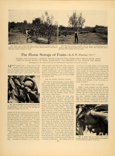 1905 Article Fruit Tree Growing Storage S. W. Fletcher - ORIGINAL GM1