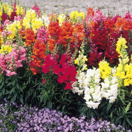 SALE,,,Fresh Multi Color Snapdragon (30+ Seeds) House or Bedding Plant