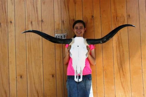 STEER SKULL LONG HORNS 4&#039; 4&#034; COW BULL SKULLS HORN H6258