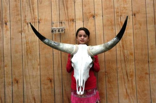 Steer skull and 3 ft 1&#034; in long horns cow longhorns h6540 for sale