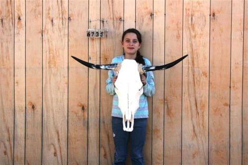 STEER SKULL AND 3 FT 0&#034; IN LONG HORNS COW LONGHORNS H6735