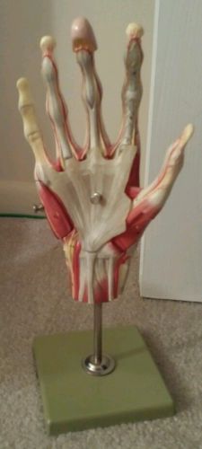 Muscles of the hand model made by somso missing 2 parts, but still pretty cool! for sale
