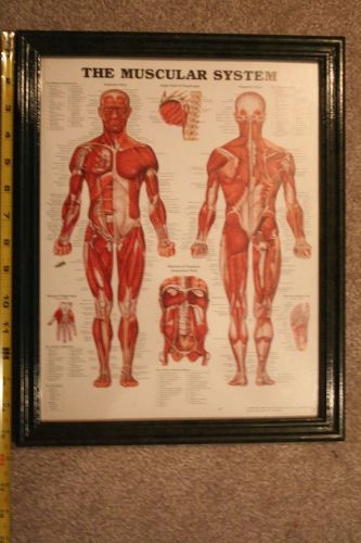 Human Muscular System illus. framed wall chart plaque,Doctor office,12.5&#034;x15.5&#034;