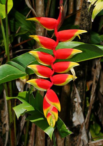 Fresh Exotic Heliconia &#034;rostrata&#034; (5 Seeds) WOW, L@@K!!!