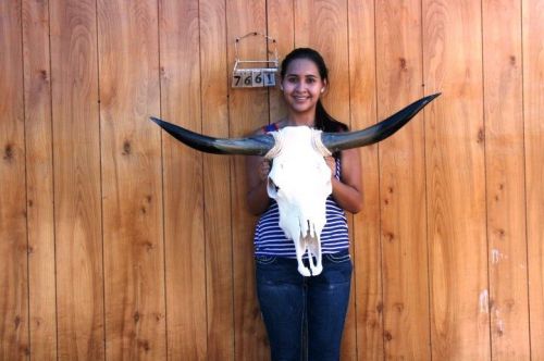 Steer skull and 2&#039; 10&#034; long horns cow longhorns h7661 for sale