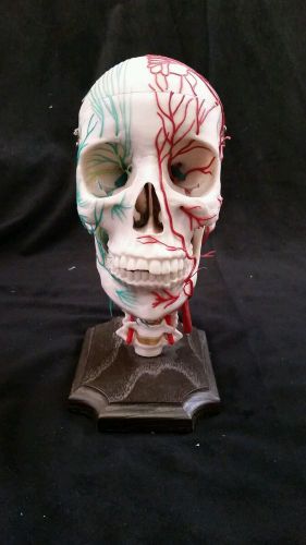 Medical Plastics Laboratory Neurovascular Skull Anatomical Model Vessels Nerves