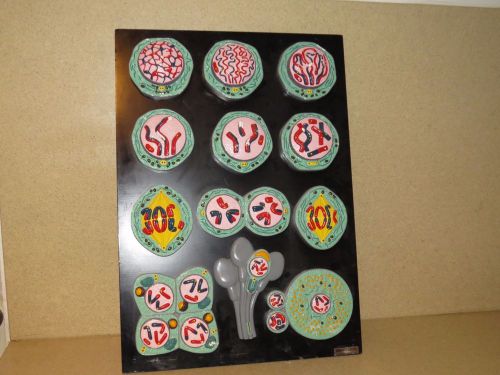 ^^ WARD&#039;S NATURAL SCIENCE ESTABLISHMENT INC STAGES OF MITOSIS TEACHING AID