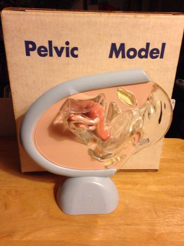 1959 Ortho  Anatomical Pelvic Model Patient Education With Original Box