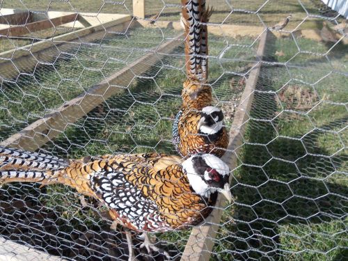6 Reeves Pheasant hatching eggs - Laying now