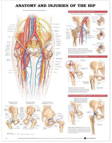 Anatomical Chart Company Anatomy and Injuries of the Hip Anatomical Chart