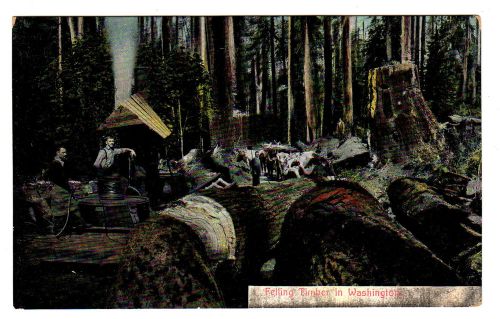 1920&#039;s POSTCARD LOGGING IN THE NORTHWEST #5 of 6 FELLING TIMBER IN WASHINGTON