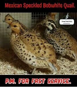 Mexican Speckled Bobwhite Quail Hatching Eggs 20 Count