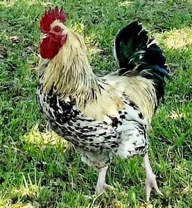 6+*RARE BREAD* Swedish Flower Hatching Eggs
