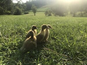 12+ Special Duck Hatching Eggs