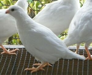 White Bobwhite Quail hatching eggs