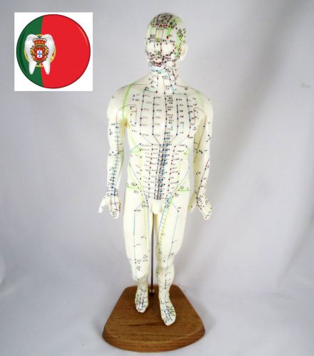 Professional medical and educational acupuncture male body 46cm it-092 artmed for sale
