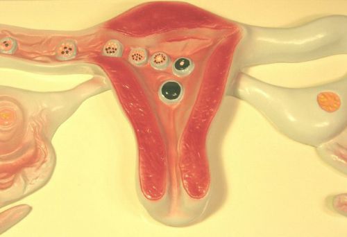 Human female fertilization anatomy anatomical model