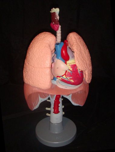 ESP Heart and Lungs Respiratory Model Made in UK