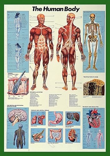 Human body-full color big anatomical poster 26.75 x 38.5 for sale