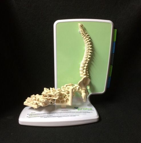 Vertebral Column with Spongy bone Vertebrae Spine Anatomical Teaching Model