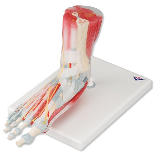 NEW 3B Scientific M34/1 Foot Skeleton Model w/ Ligaments &amp; Muscles, 9.1&#034; x 10.2&#034;