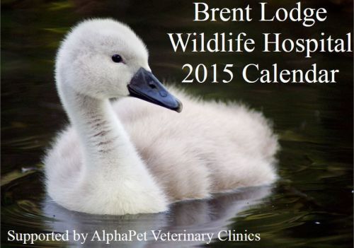 Wildlife Hospital Charity 2015 Calendar - stunning bird &amp; animal photographs