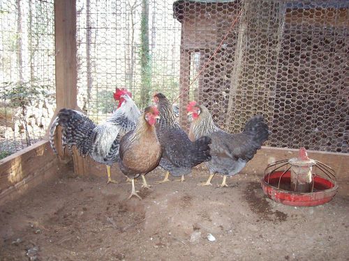 10+2 special assortment hatching eggs