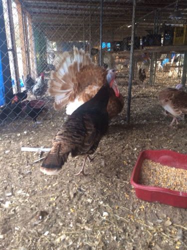 Turkey x back up breeder hatching eggs 8 eggs for sale