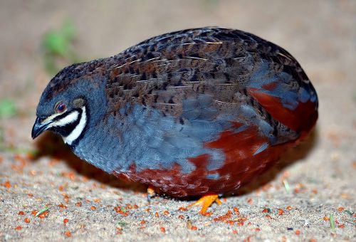 12+ Button Quail Hatching Eggs *Assorted Colors*