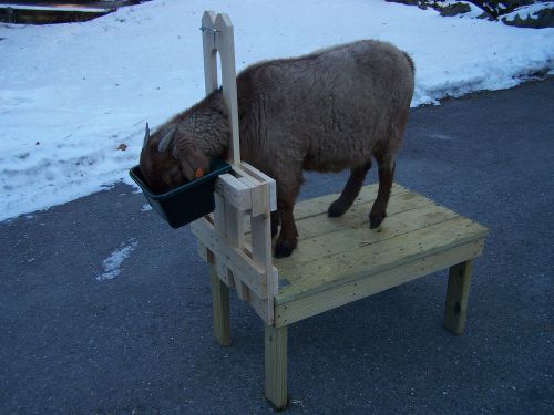 Goat milking stand medium
