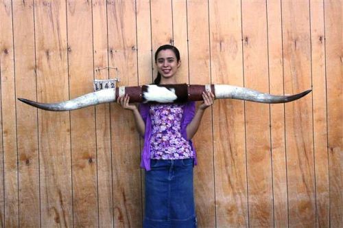 STEER LONG HORNS 5&#039; 5&#034; NO SKULL SKULLS HORN COW BULL LH1142