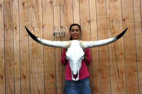 STEER SKULL LONG HORNS 3&#039; 11&#034; COW BULL SKULLS HORN H6512