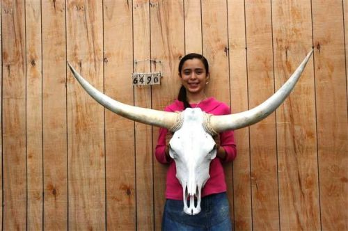 STEER SKULL AND 3 FT 3&#034; IN LONG HORNS COW LONGHORNS H6490